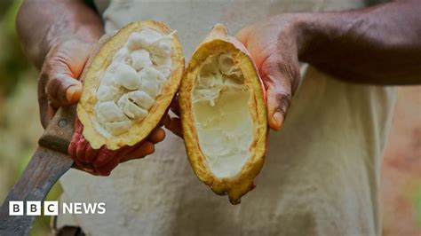 bbc sotwe|Swiss chocolate: Scientists cut waste and sugar .